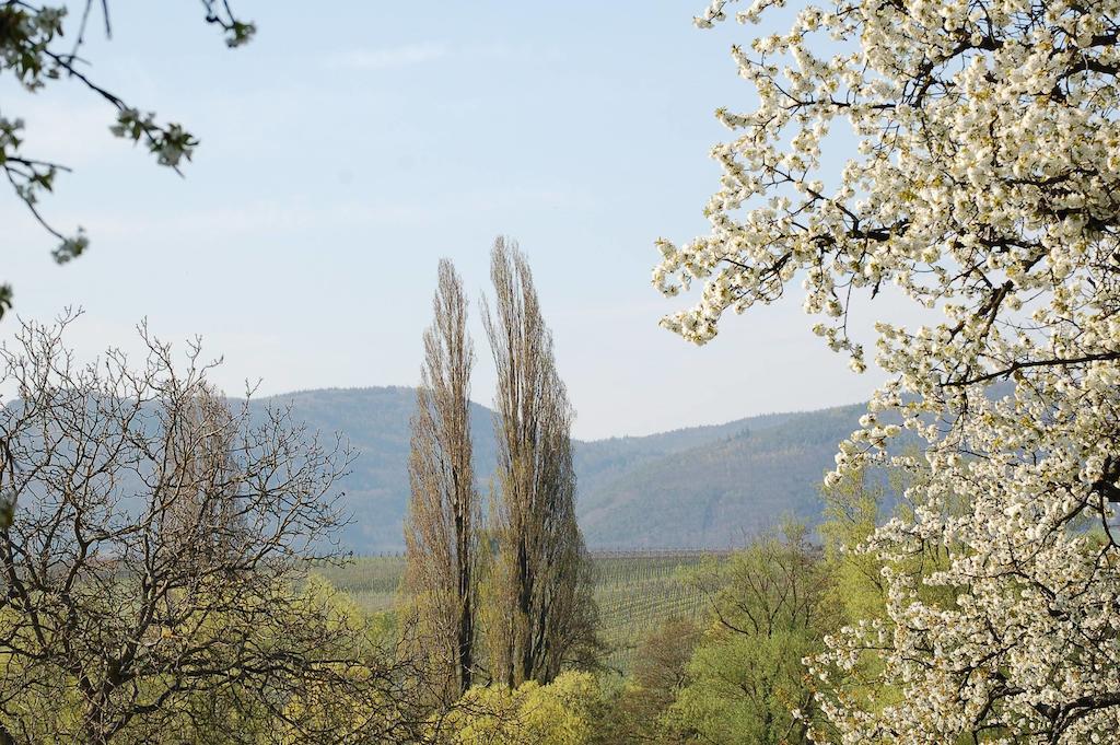 Gaestehaus Kleine Kalmit Landau in der Pfalz Exterior photo